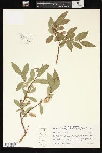 Salix boothii image