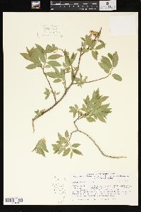 Salix boothii image