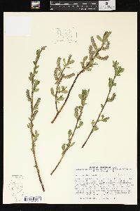 Salix boothii image