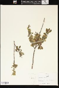 Salix brachycarpa image