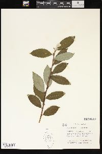 Salix caprea image