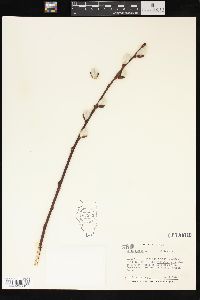 Salix caprea image