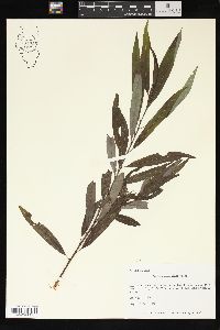 Salix caroliniana image