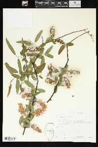 Salix caroliniana image