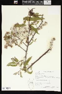 Salix caroliniana image