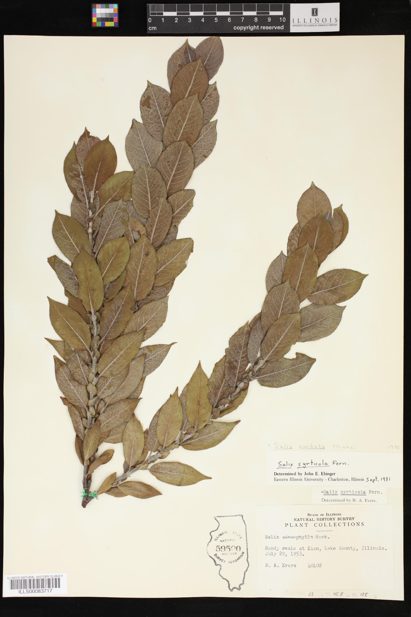 Salix syrticola image