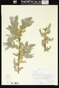 Salix cordata image