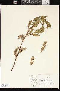 Salix cordifolia var. callicarpaea image