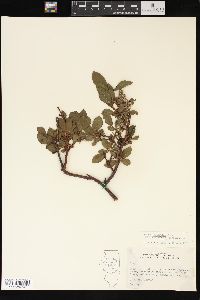 Salix cordifolia var. callicarpaea image