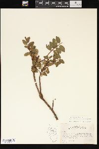 Salix cordifolia var. callicarpaea image