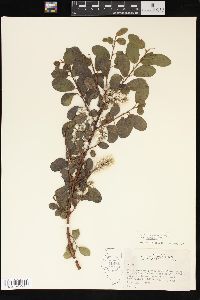 Salix cordifolia image