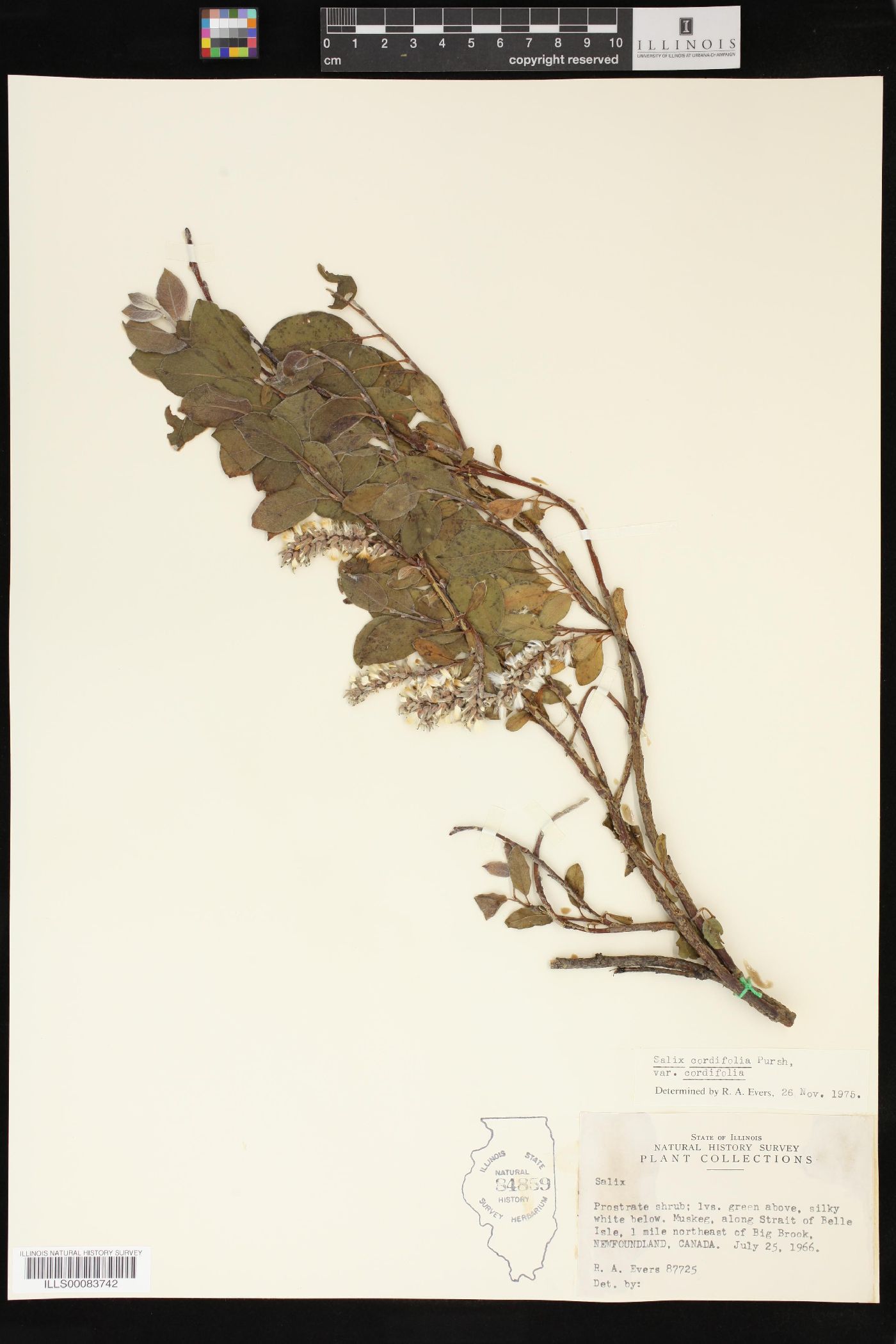 Salix cordifolia var. cordifolia image