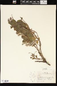 Salix cordifolia image