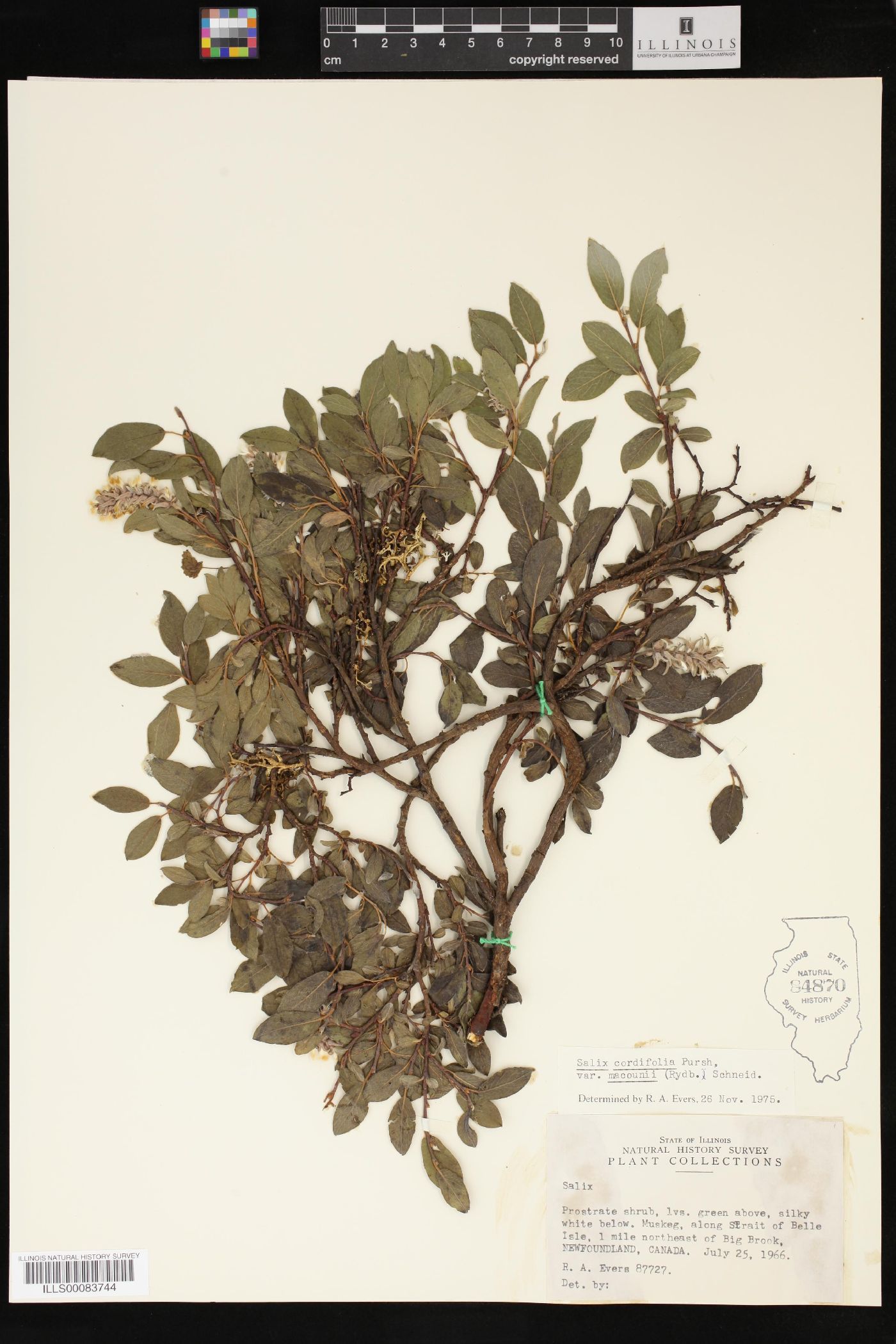 Salix cordifolia var. macounii image