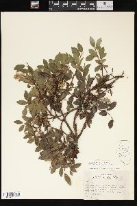 Salix cordifolia image