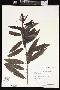 Salix sericea image