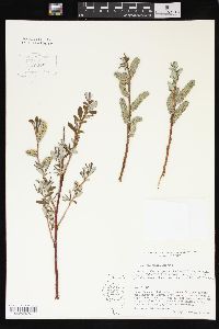 Salix drummondiana image