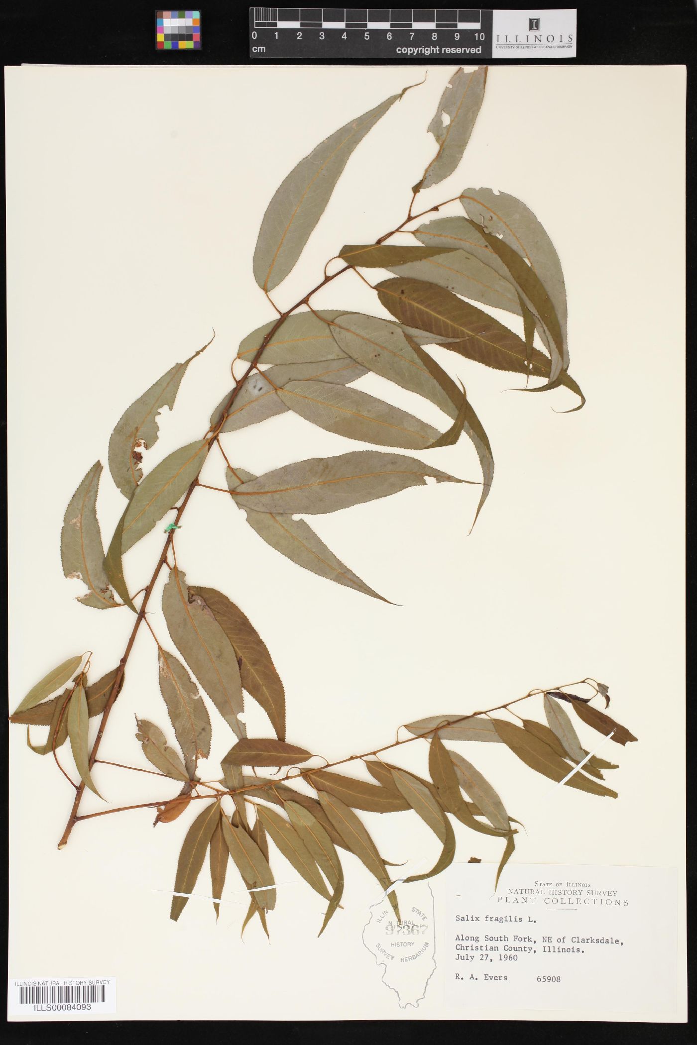 Salix × fragilis image