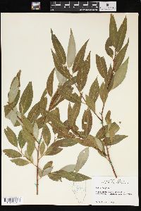 Salix × fragilis image