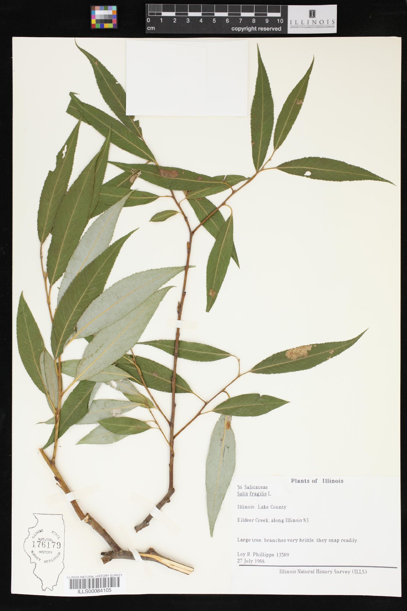 Salix × fragilis image