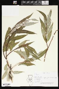 Salix × fragilis image