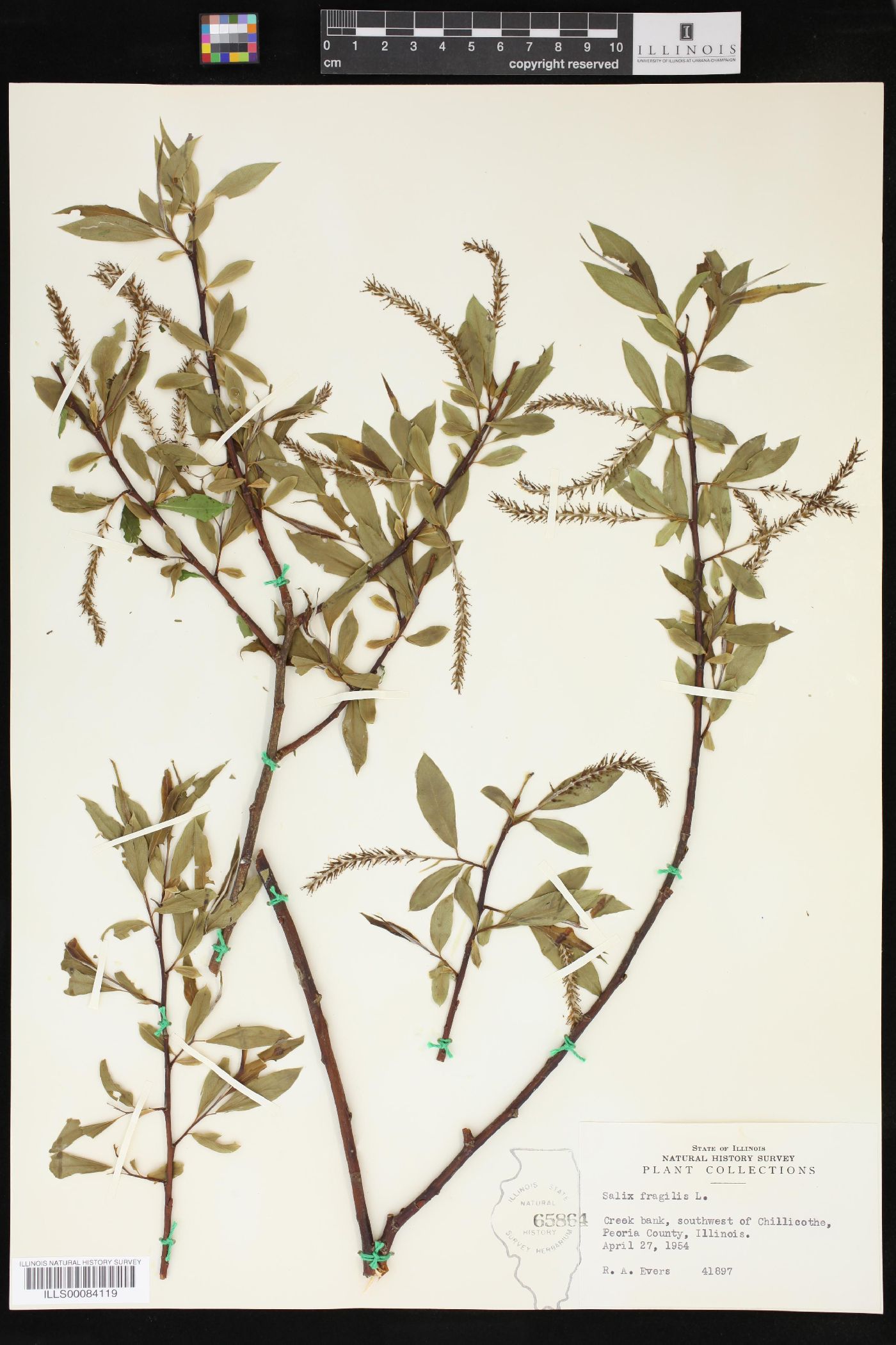 Salix × fragilis image