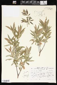 Salix geyeriana image