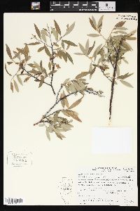 Salix geyeriana image