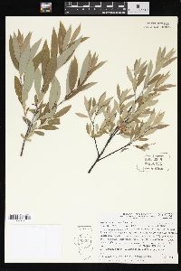 Salix geyeriana image