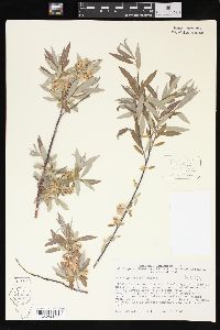 Salix geyeriana image