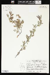 Salix geyeriana image