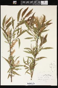 Salix × glatfelteri image