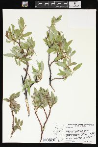 Salix glauca image