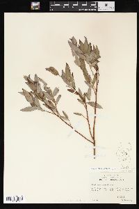 Salix glaucophylloides image