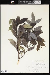 Salix glaucophylloides image