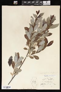 Salix glaucophylloides image