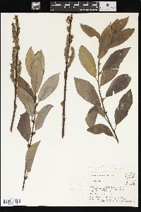 Salix glaucophylloides image