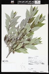 Salix glaucophylloides image