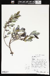 Salix glaucophylloides image