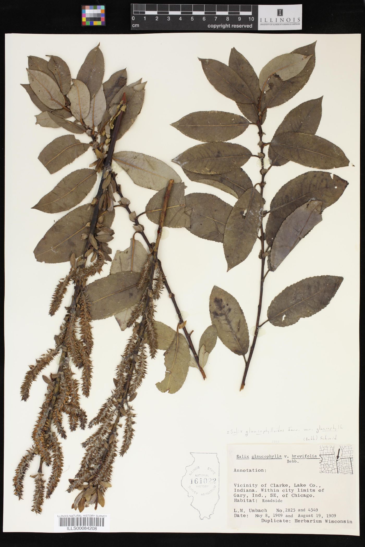Salix glaucophylloides image