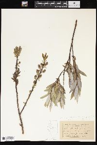 Salix glaucophylloides image