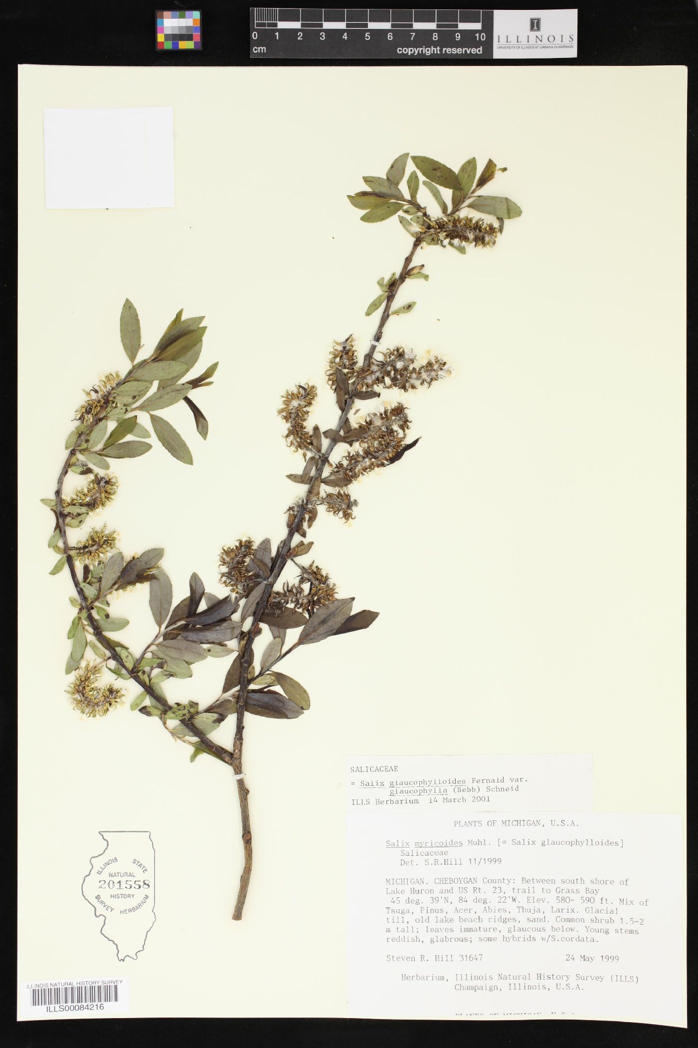 Salix glaucophylloides var. glaucophylla image