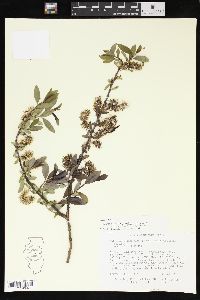 Salix glaucophylloides image