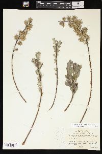 Salix humilis var. tristis image