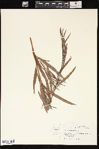 Salix interior image