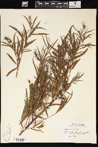 Salix interior image