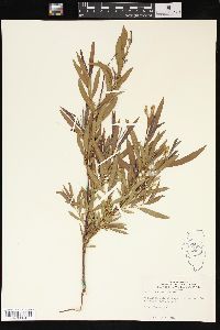 Salix interior image
