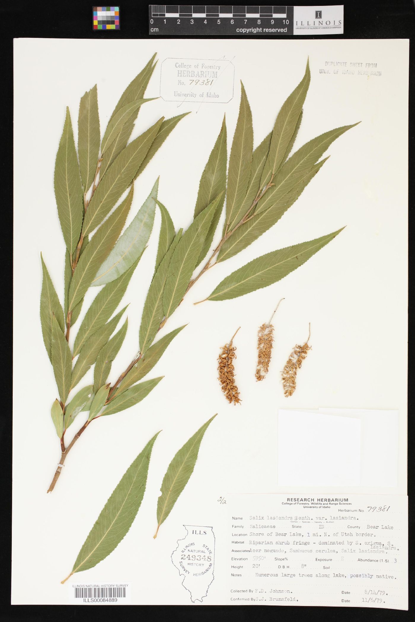 Salix lasiandra var. lasiandra image