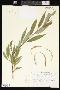 Salix lasiandra var. lasiandra image