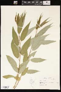 Salix lucida image